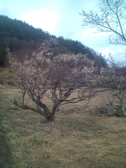 20110321164223.jpg